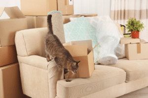 trasloco gatto