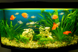 trasloco acquario marino trasloco acquario marino